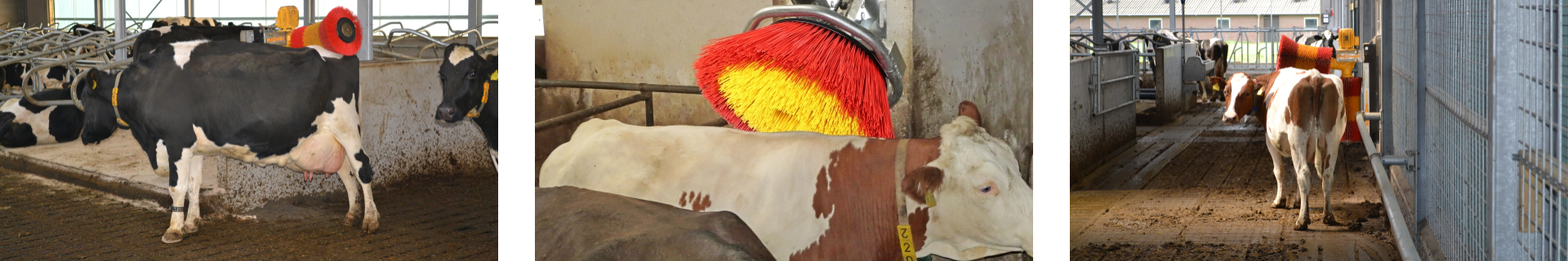Spinder rotating cow brushes for extensive brushing