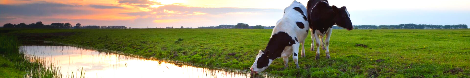  It is important that cows cool down on hot summer days.