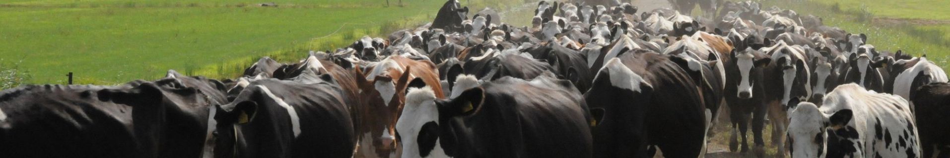 Cow traffic in the barn determines the route and routine for the cow