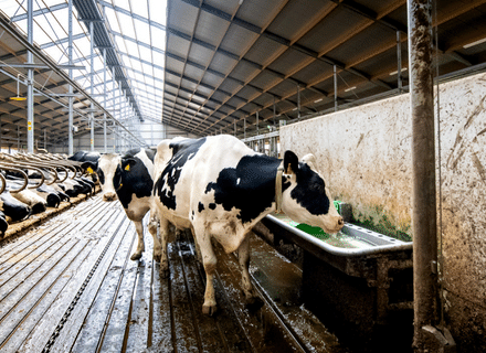 Pingo drinking trough; the ideal drinking trough