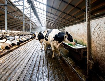 Pingo drinking troughs