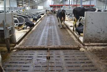 The Spinder Dairy Housing Concepts manure scraper unit