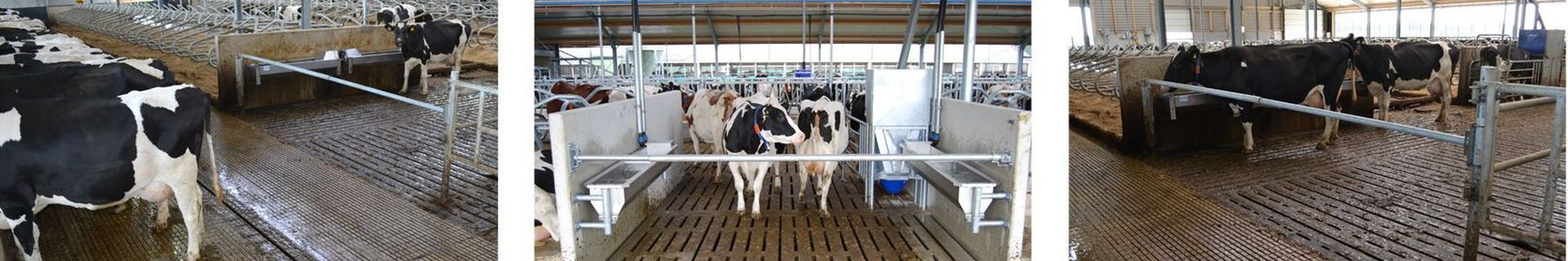 Spinder barrier cow traffic gate