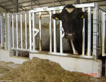 Spinder Bull pen