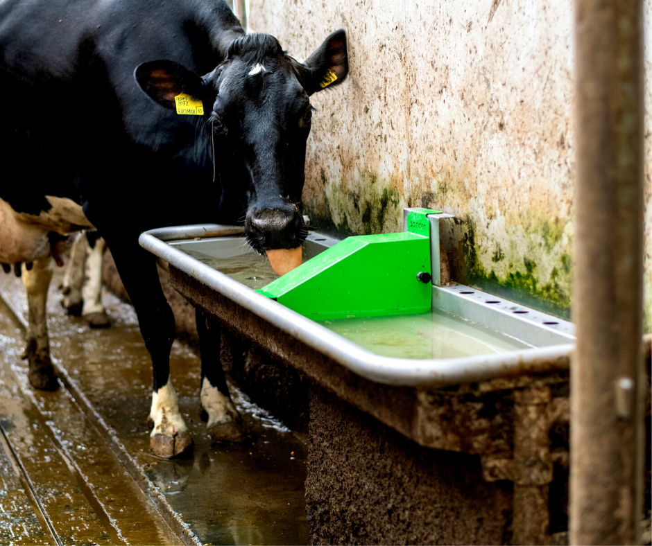  Spinder's Pingo drinking trough quenches thirst.