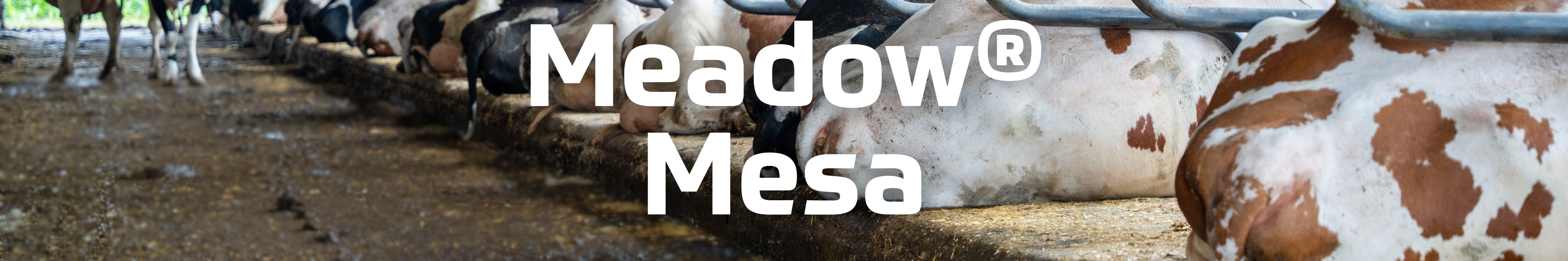 matting: meadow cow mattress