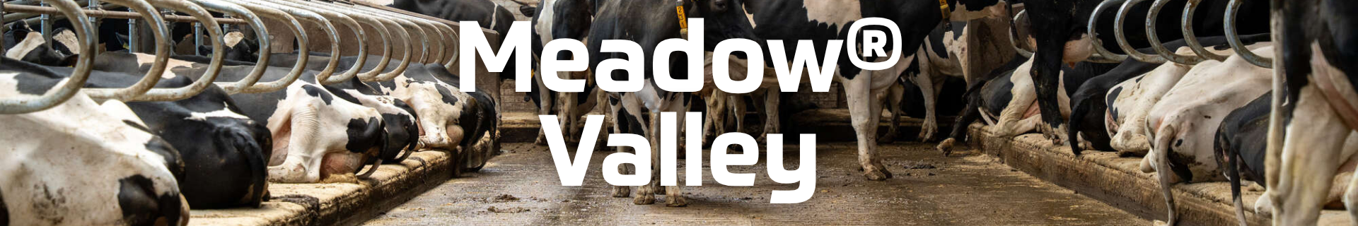 box cover: meadow valley cow mattress