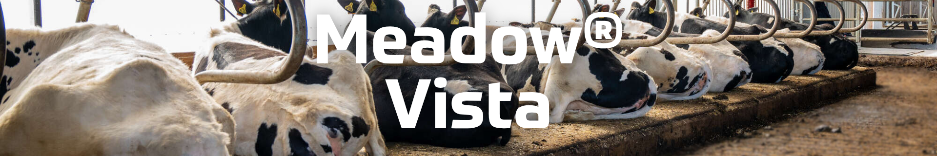 box cover: meadow vista cow mattress