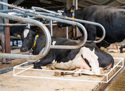 matting: meadow mesa cow mattress