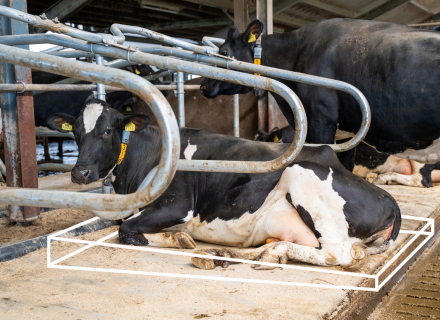 box cover: meadow valley cow mattress