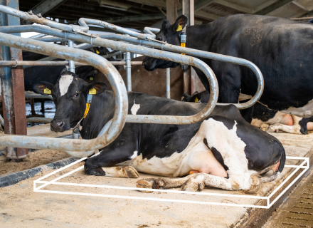 box cover: meadow vista cow mattress