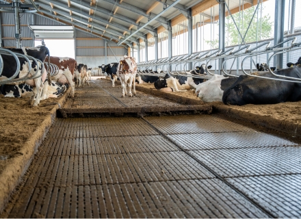 Manure scraper for dairy barns: optimal manure removal