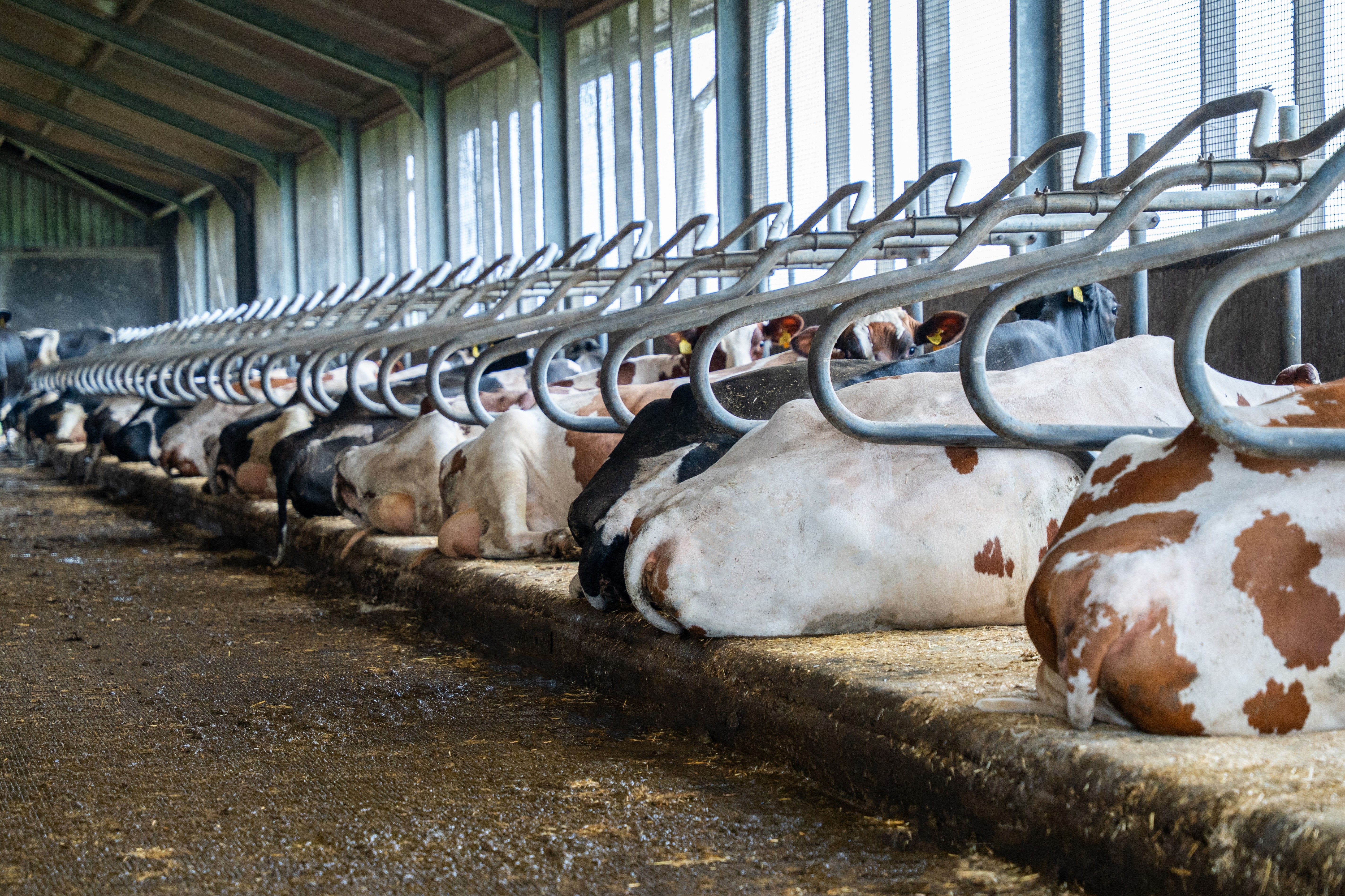 H&ouml;gre mj&ouml;lkproduktion kor genom mer vila?