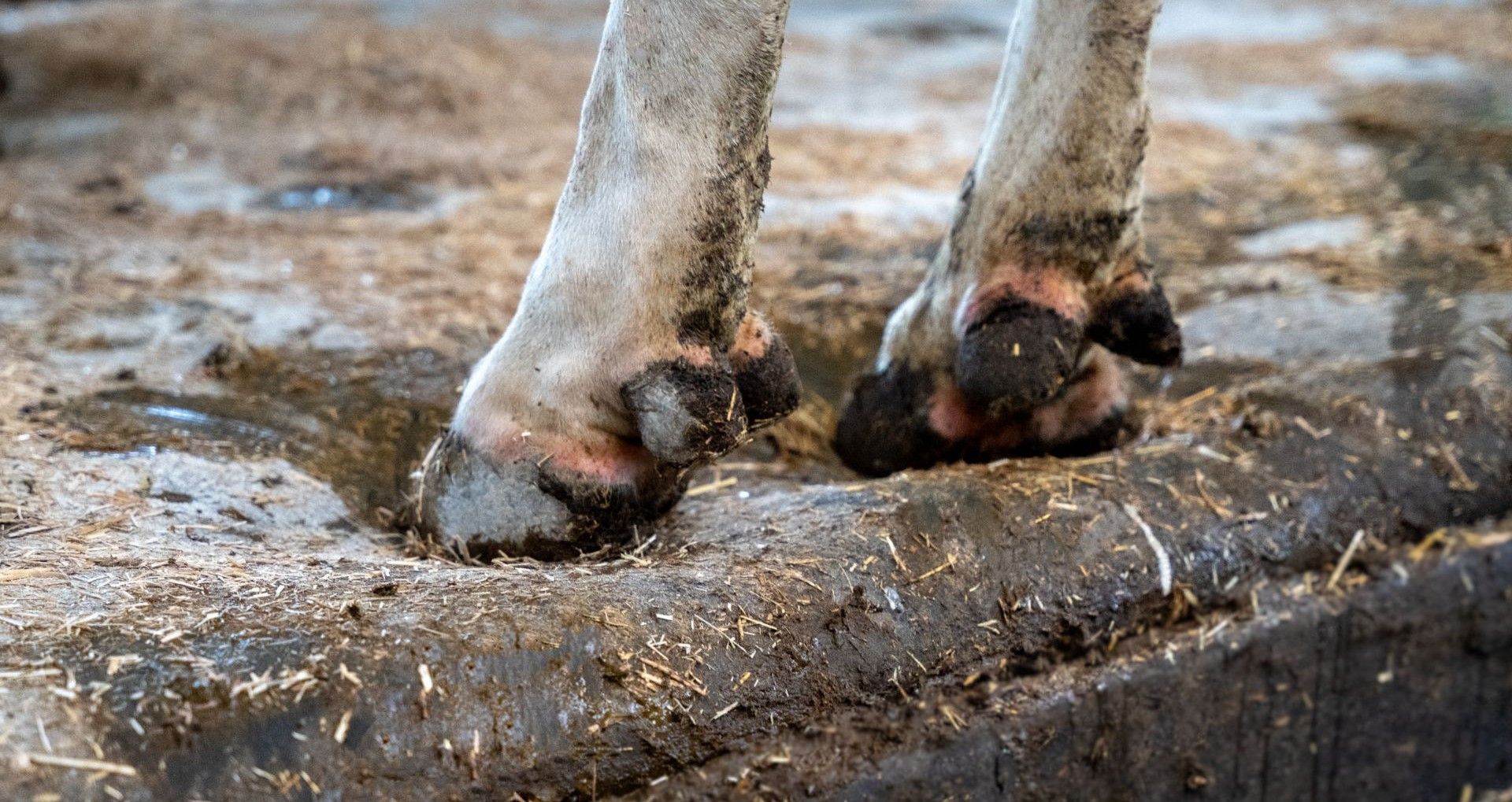 Latex cow mattress
