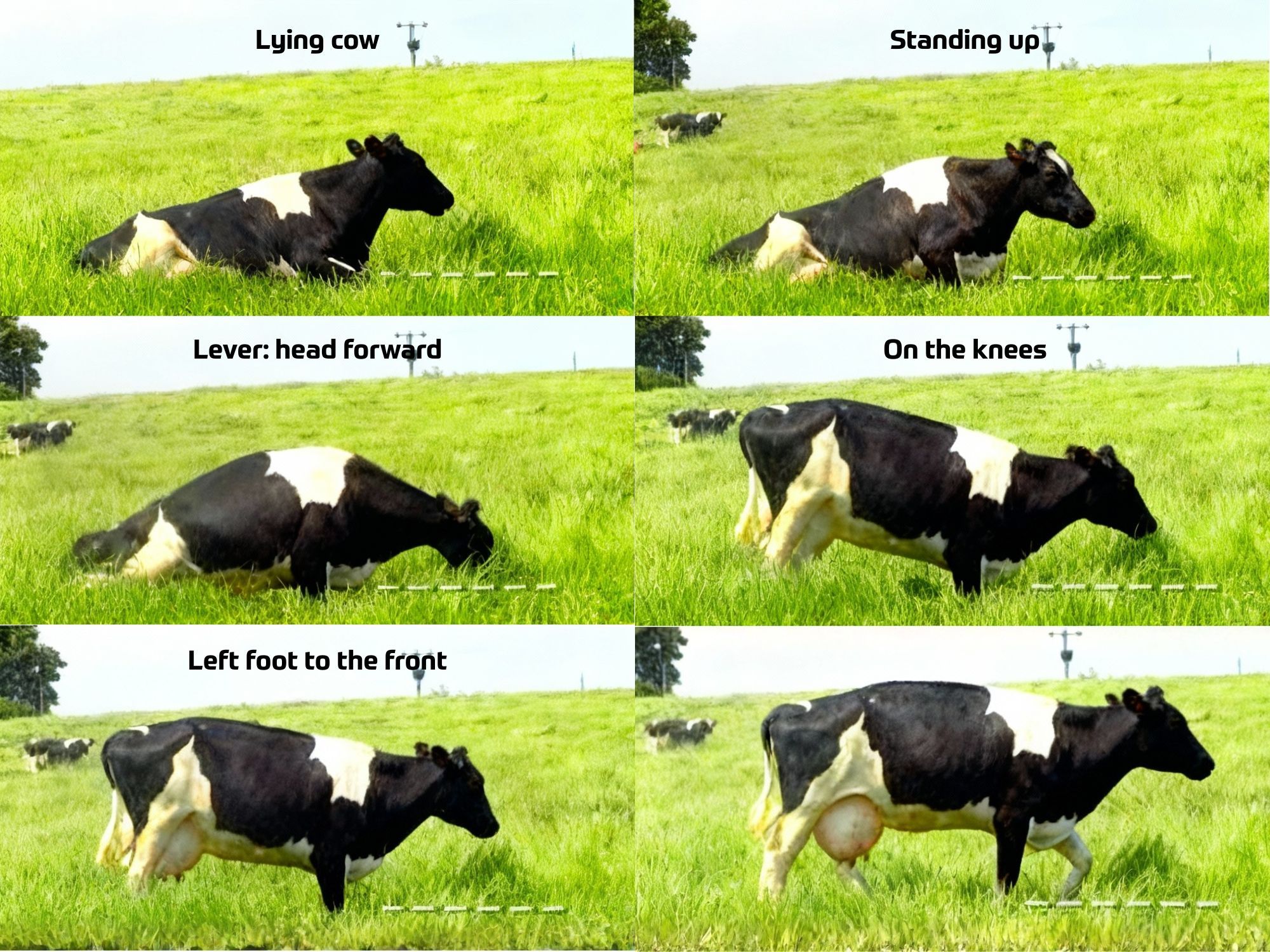 Increase milk production