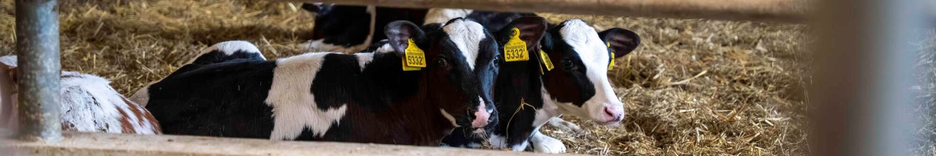 Youngstock housing: the foundation for future dairy cows
