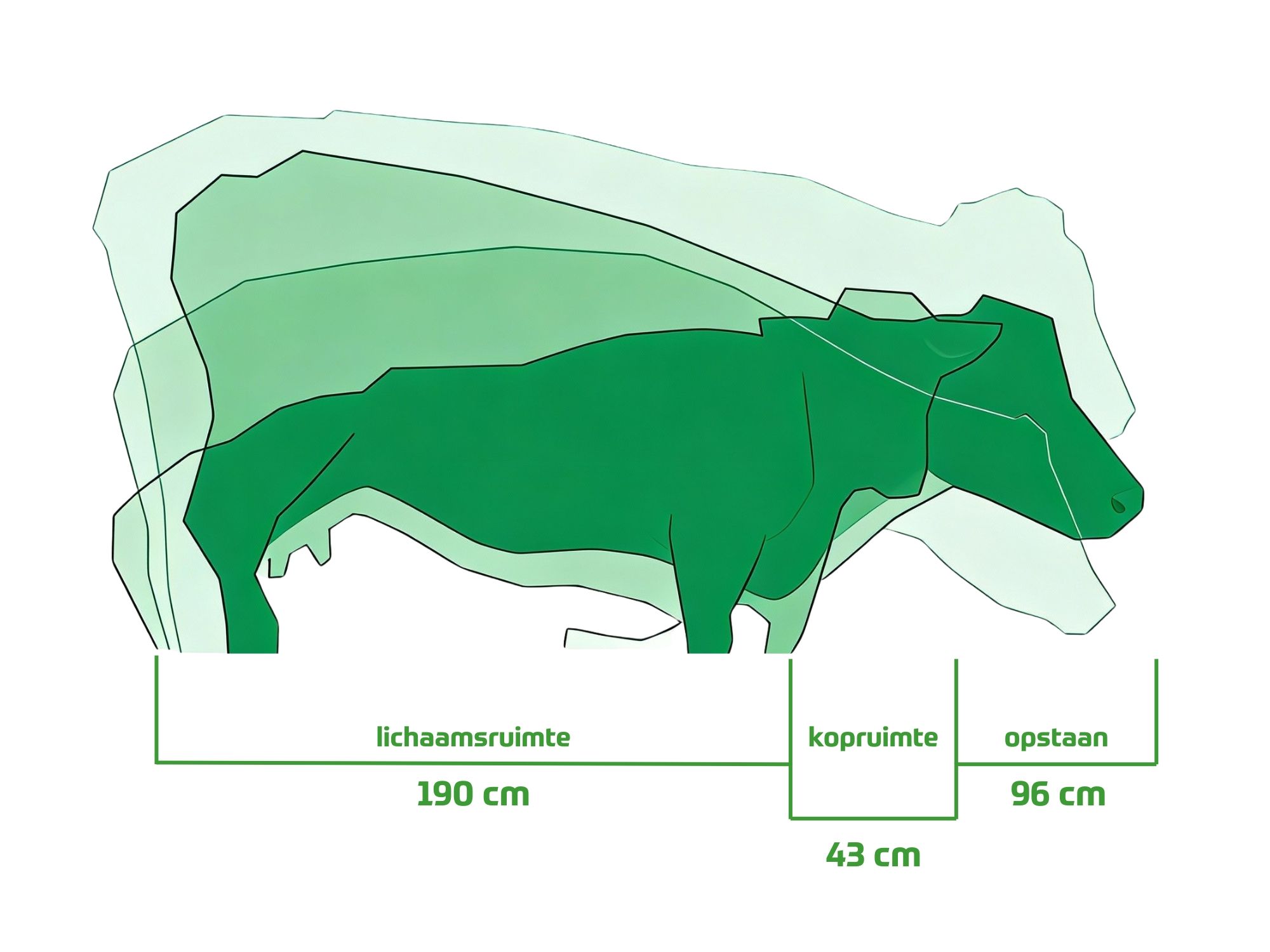 Hoof health lame cows