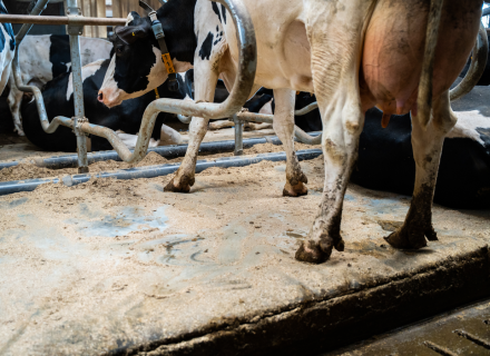 Preventing swollen hocks
