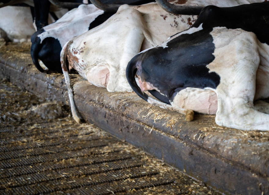 Increasing milk production through better lying comfort