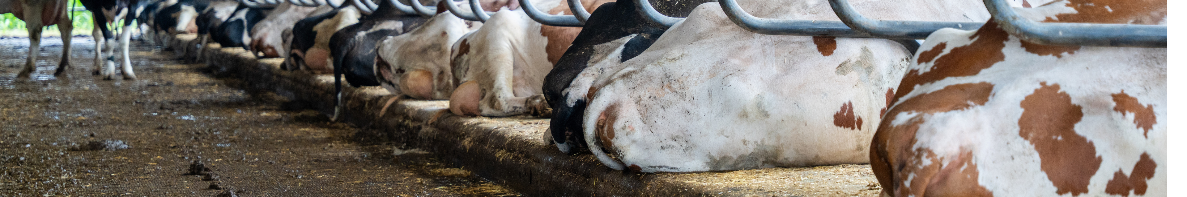 Increasing milk production through better lying comfort