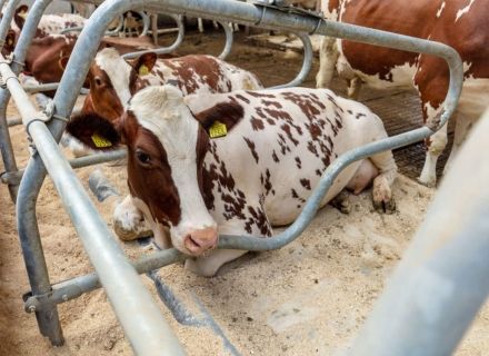 Benefits of waterbeds for cows