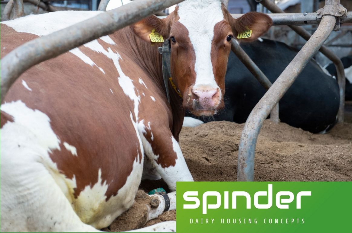 Holstein artikel - Spinder