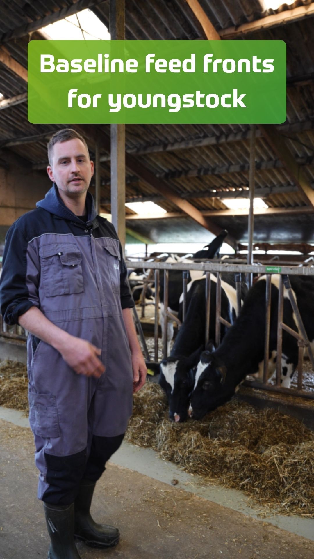 Baseline feed fronts Reitsma youngstock