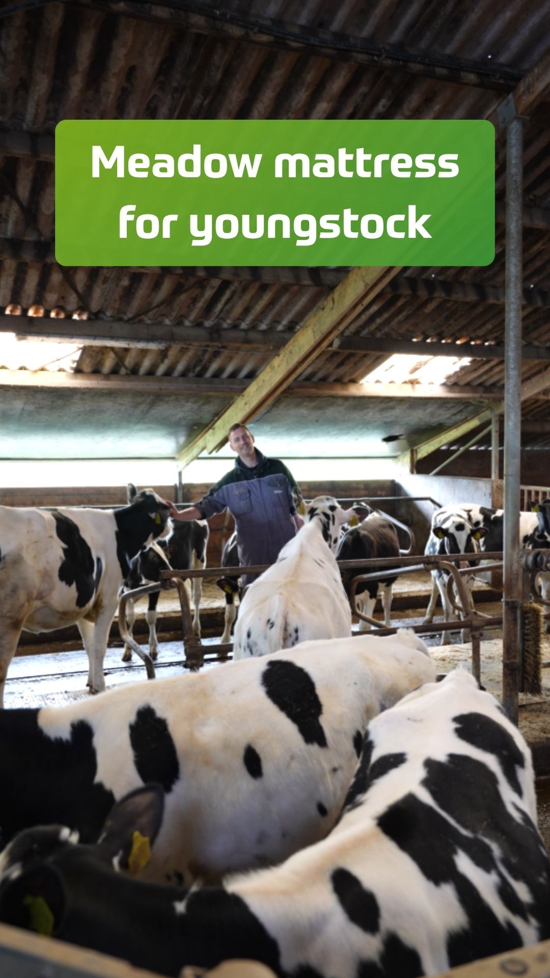 Meadow video Reitsma