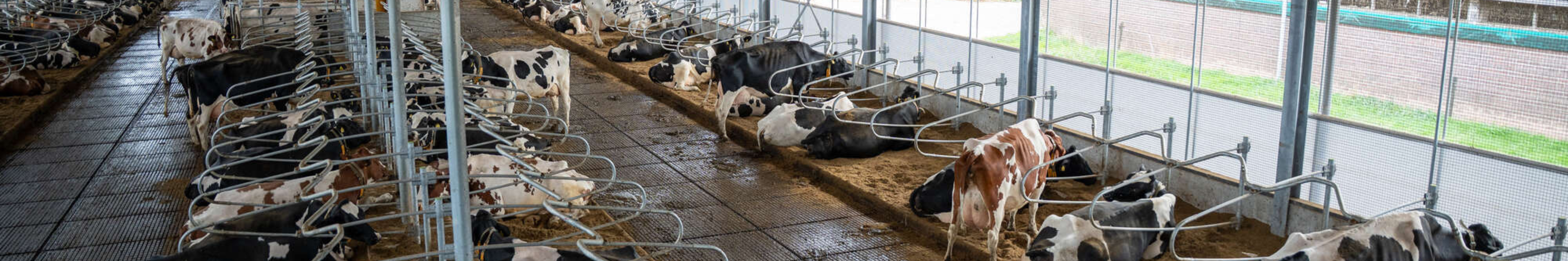 Dairy farm Simmes Dairy farm Simmes